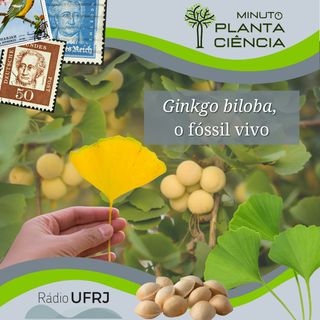 Minuto PlantaCiência - Ep. 15 - Ginkgo biloba, o fóssil vivo (Rádio UFRJ)