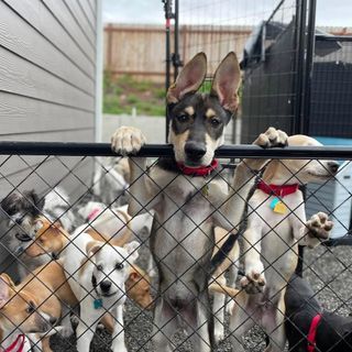 Jenni’s Rescue Ranch