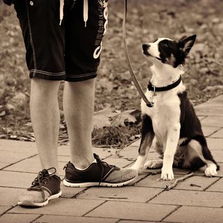 Training Your Dog To Sit Like You