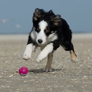 Dog Training for Proper Behavior