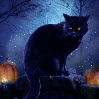 The Haunting History Of Black Cats