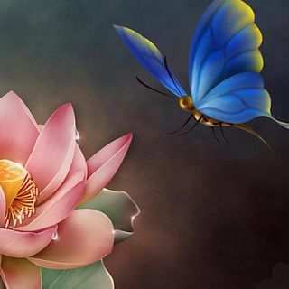 The Weekly Inspiration -  The Lotus Blue Butterfly