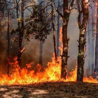 Graziano Canu (“Videolina”): «Nel Montiferru il più grosso incendio degli ultimi 20 anni»
