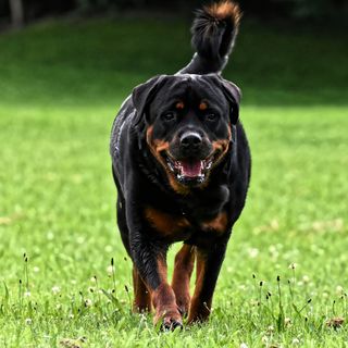 Disabilities in Dog Owners