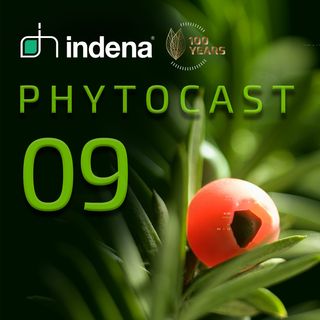 Phytocast 09: Research