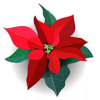 LA FLOR DE NOCHEBUENA 🌹 Cuento Navidad Mexico 🎍 Audiocuentos