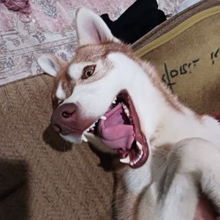 RyRy DakotA