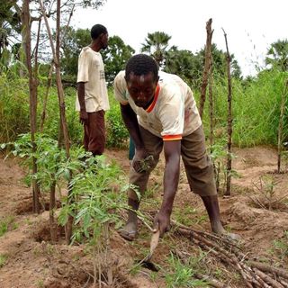 FAO: investire sull'agricoltura sostenibile. O non potremo sfamare il mondo