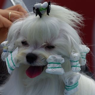 Five Simple Tips To Get Your Dog Ready For Dog Shows