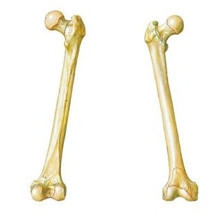 Morfología de los huesos