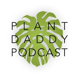 Episode 138: The Mandarin Plant, Chlorophytum orchidastrum