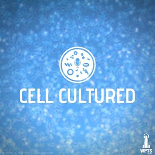 Cell Cultured