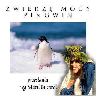 Zwierzę Mocy - Pingwin - komunikacja społeczna i elegancja - Maria Bucardi