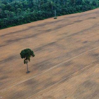 Soia per biocarburanti, il nuovo amico della deforestazione