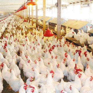 15/12/2022 - Cenário da avicultura de corte