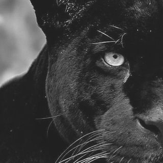 L'Invasione Della Pantera - Zoologia & Curiosità S.1
