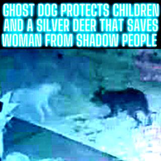 Ghost Dog Protects Children and a Silver Deer That Saves Woman From Shadow People TRUE STORIES