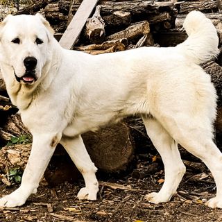 Alabai, the Turkmen sheepdog