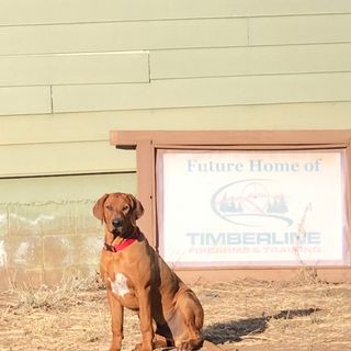 Home Security Dogs Part 2 or Home Security