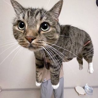 Jeffrey