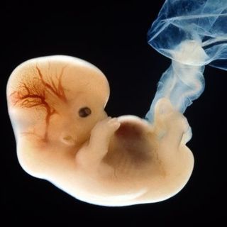 Should scientists edit human embryos?