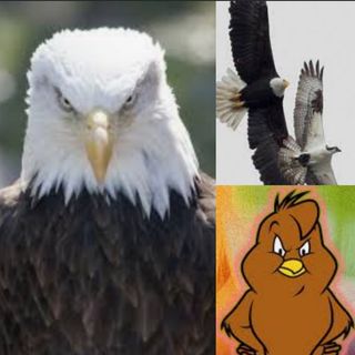 Don't Play Chicken With An Eagle