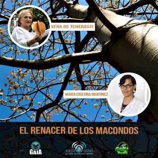NUESTRO OXÍGENO El renacer de los macondos - Blga. María Cristina Martínez Habibe