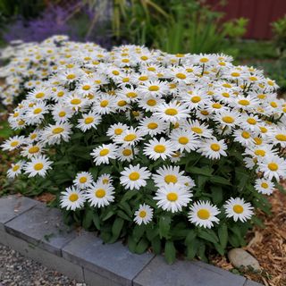 6 Shasta Daisy Companion Plants - DIY Garden Minute Ep.207