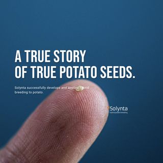 Coming to your supermarket soon: the world's first hybrid potato
