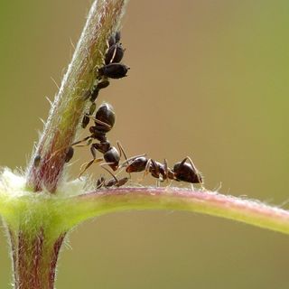 Las hormigas ya lo hacían, con Jose Manuel Vidal Cordero | Oikos #30