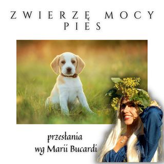 Zwierzę Mocy - Pies - także w kartach Lenormand - szamanizm rytualy magiczne M. Bucardi