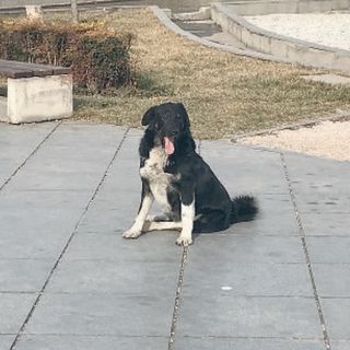 12 - Tbilisi, la capitale georgiana tra "khinkali" e cani randagi