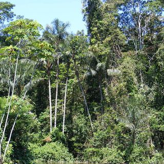 Deforestazione e narcotraffico minacciano le comunità del Perù