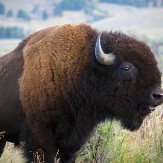 Episode #1 Buffalo vs Bison