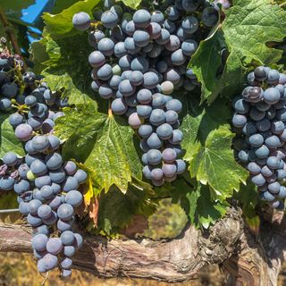 Api fra i filari le malattie calano il vino migliora