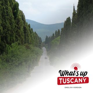 The foreign tree that made Tuscany - Ep. 101