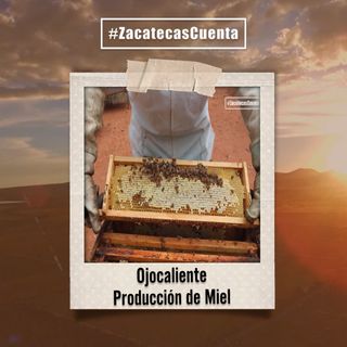 Ojocaliente Cuenta con la miel más codiciada en el mundo