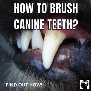 How to Brush Your Dog's Teeth?