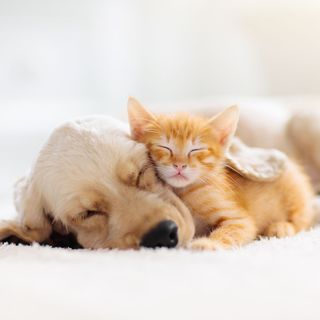 Pets-R-Us: Health For Dogs and Cats