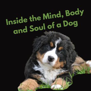Inside The Mind, Body, And Soul Of A Dog