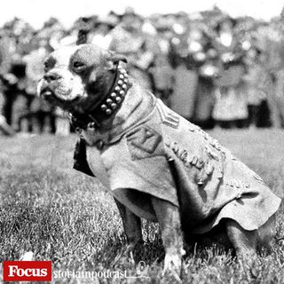 Stubby. Cani nella storia