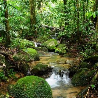 Meditazione focalizzata per la tutela della foresta amazzonica