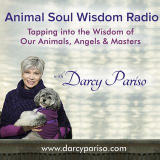 Animal Soul Wisdom Radio