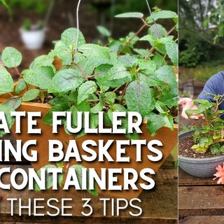 3 Tips to Create Fuller Hanging Baskets and Containers - DIY Garden Minute Ep.200