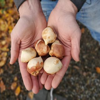 3 Reasons Why Some Gardeners Have to Dig Up and Store Bulbs for Winter - DIY Garden Minute Ep.171