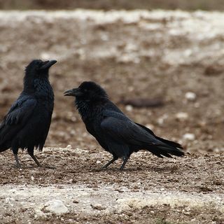 Biodiversità in crisi gli uccelli vittime dell'uso intensivo del suolo