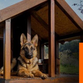 Best Outdoor Dog Houses Review