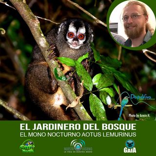 NUESTRO OXÍGENO El jardinero del bosque El mono nocturno Aotus Lemurinus - Ecologo Armin Hirche