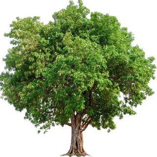 The Giving Tree - Morning Manna #3274