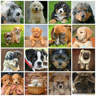 DoggyBoom PODCAST 3: Pies rasowy czy kundelek